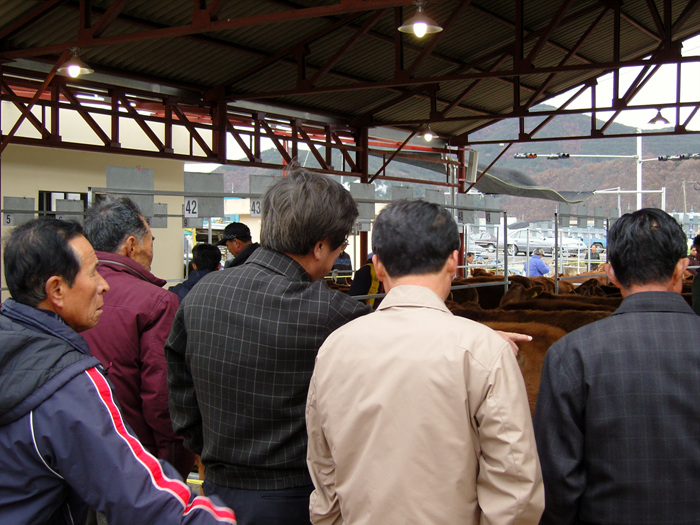 한우 경매현장 방문