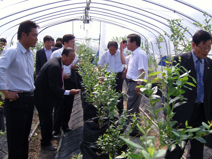 개진 블루베리 농장 방문