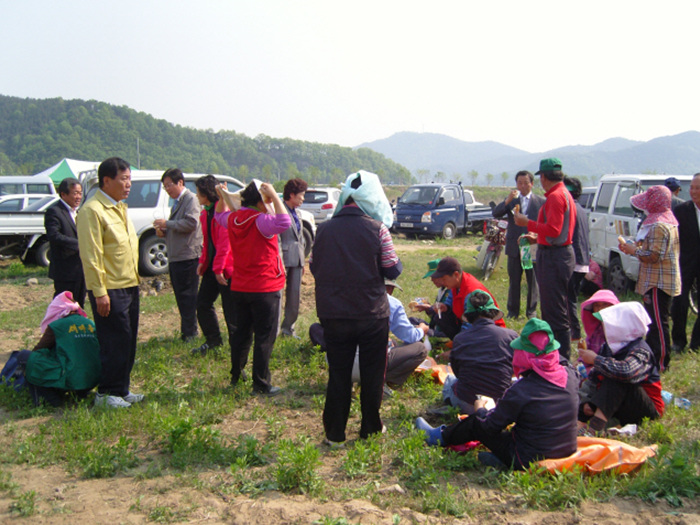 사랑의 고구마 심기 행사 동참